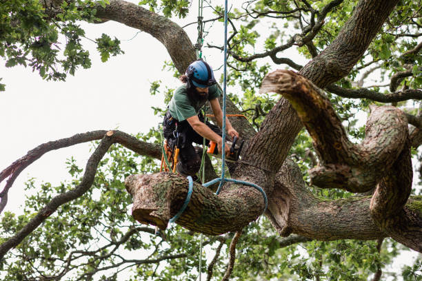 Landscapers in Williamson County