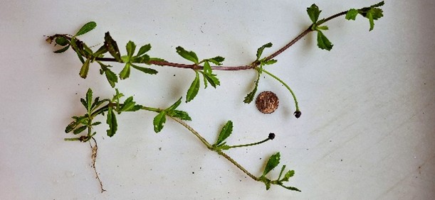 Frog Fruit Plant