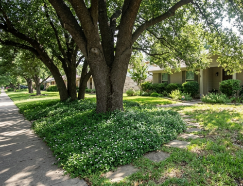 GROUND COVER PLANT OPTIONS FOR SHADE