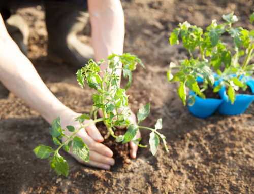 IS IT TOO LATE OR TOO EARLY TO PLANT TOMATOES?