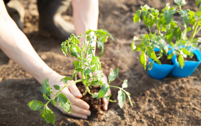 IS IT TOO LATE OR TOO EARLY TO PLANT TOMATOES