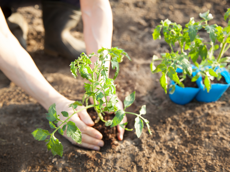 IS IT TOO LATE OR TOO EARLY TO PLANT TOMATOES