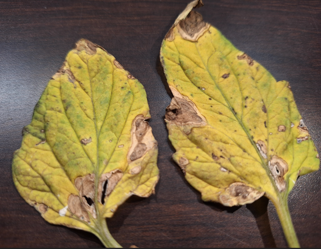 Tomato Leaves with Chlorosis